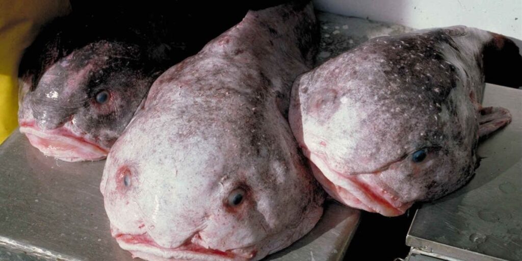 "Animal mais feio do mundo" ganha prêmio de "peixe do ano" na Nova Zelândia