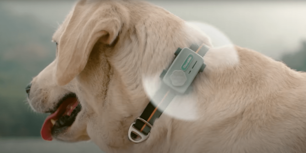 Smartphone para pets faz ligações com tutor e detecta ansiedade; conheça