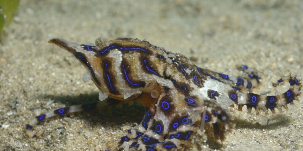 Polvo macho envenena a fêmea durante o acasalamento para evitar ser comido