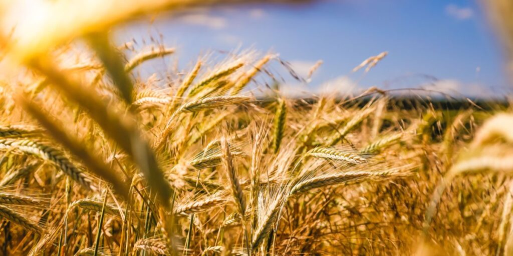 FPA chama medidas do governo para conter alta dos alimentos de ineficazes