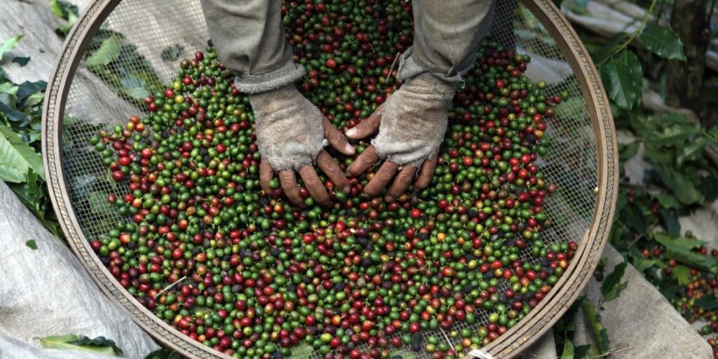PIB: Agropecuária recua 3,2% em 2024 com impactos do clima