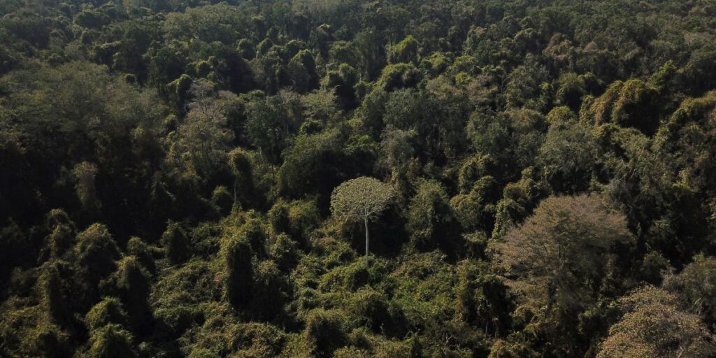 Izabella Teixeira sobre COP30: O mundo virá ao Brasil