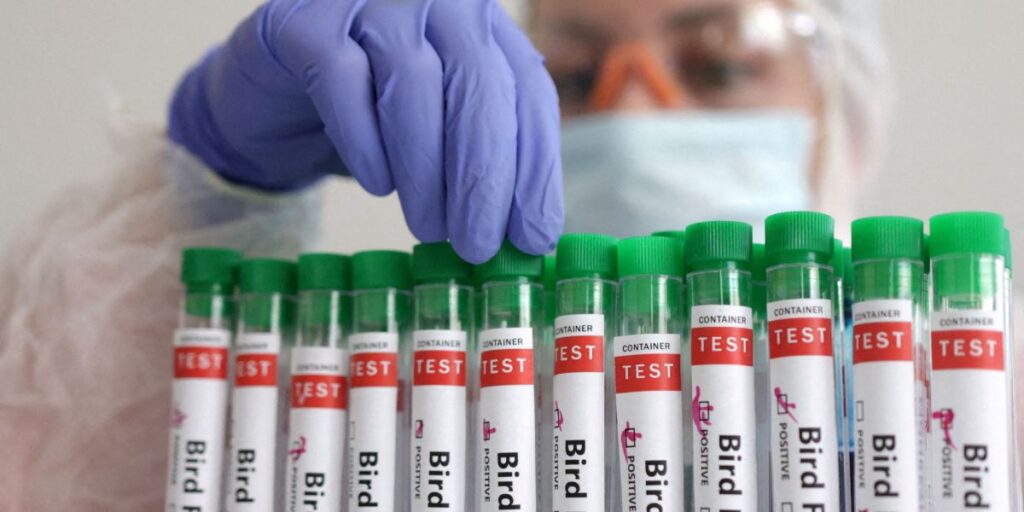 Reino Unido diz que detectou gripe aviária em ovelha pela primeira vez