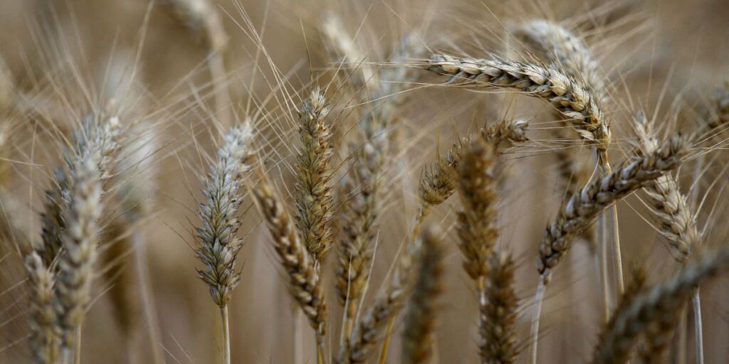 Índia deve produzir recorde de 115,4 mi t de trigo, diz governo