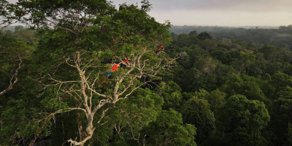 Mercado de carbono engatinha, mas engaja especialistas em investimentos