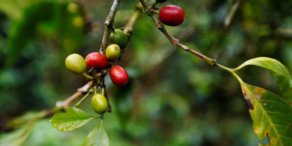 Preços do café arábica atingem menor valor em um mês na bolsa ICE