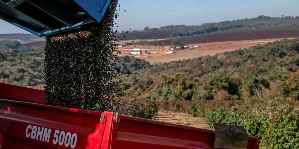 IBGE eleva previsão de safra de café do Brasil em 0,4%