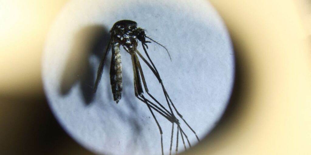 Rio Grande do Sul emite alerta epidemiológico para dengue e chikungunya 