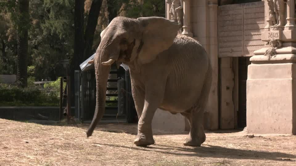 Elefanta recebe treinamento na Argentina para viajar para o Brasil