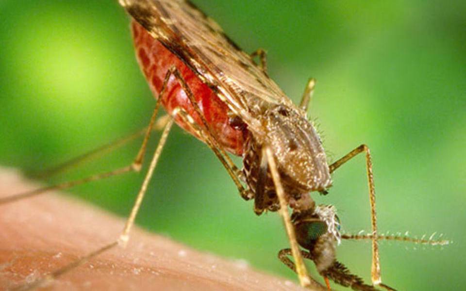 Brasil tem 27 mil casos de malária e segue em ameaça à saúde pública