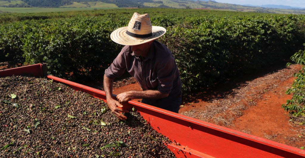 Café: com a exportação brasileira aos EUA taxada, preços podem subir?