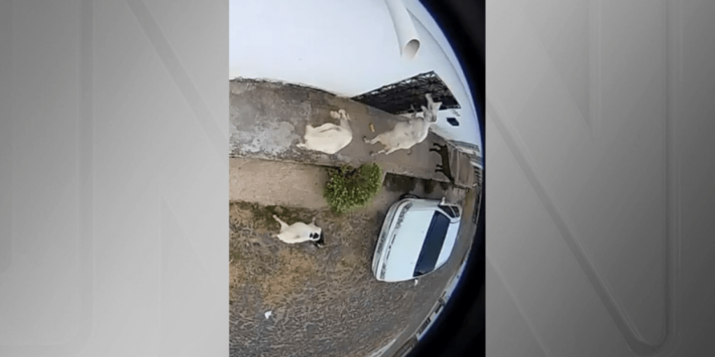 Vídeo: "Gangue" de cabras é flagrada roubando pão de residência no Ceará
