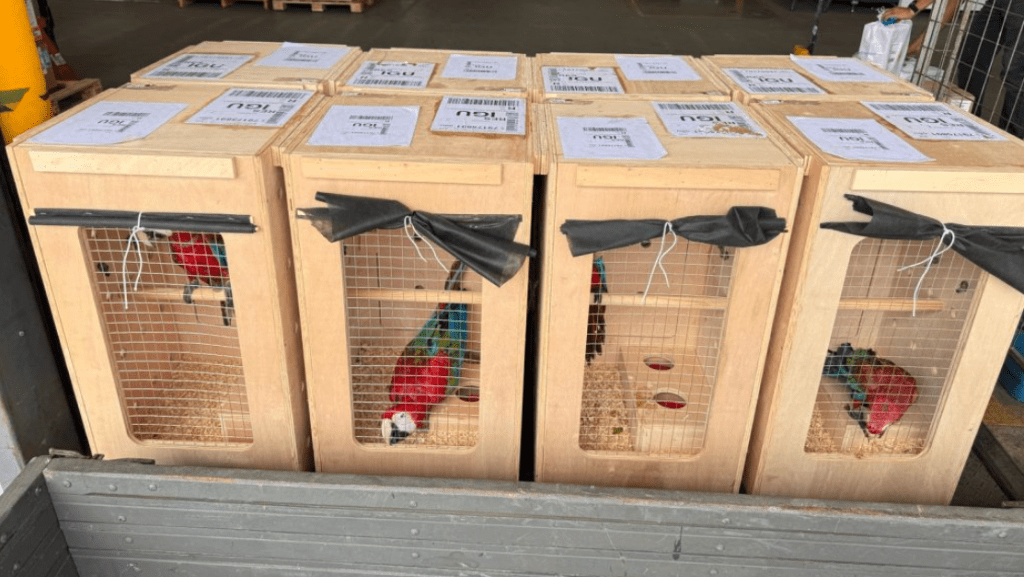 Araras resgatadas do tráfico são soltas em Foz do Iguaçu (PR)