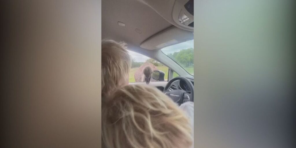 Boris Johnson é atacado por avestruz durante passeio nos EUA