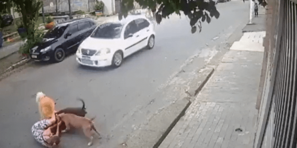 Vídeo: grávida cai no chão ao proteger cão Golden de Pitmonsters em SP