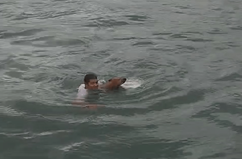 Vídeo: cão é resgatado à deriva no mar por tripulantes de balsa em SP