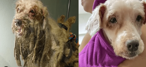 Justiça do CE aceita ação inédita de cachorro contra tutora por maus-tratos