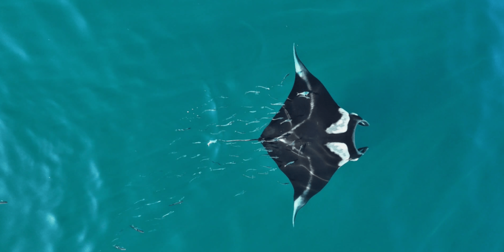 Vídeo: raia-manta rara é avistada em Ilhabela no litoral de SP