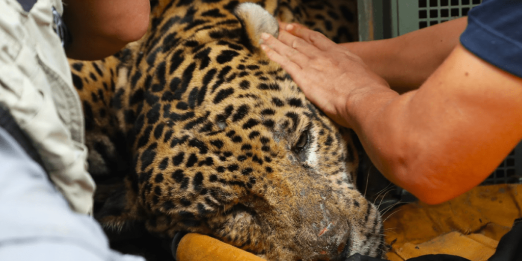 Onça que atacou caseiro está desidratada e abaixo do peso, aponta boletim