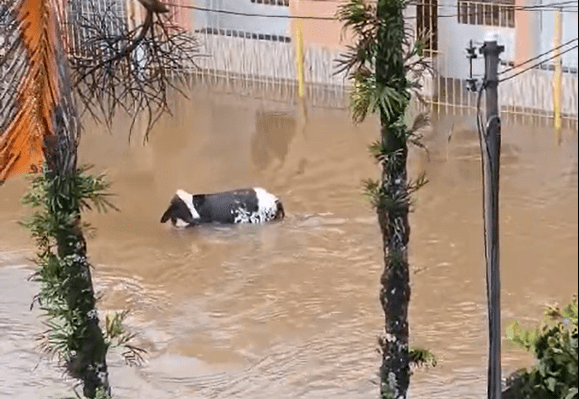 Vídeo: vacas são arrastadas pela correnteza em Angra dos Reis, no RJ
