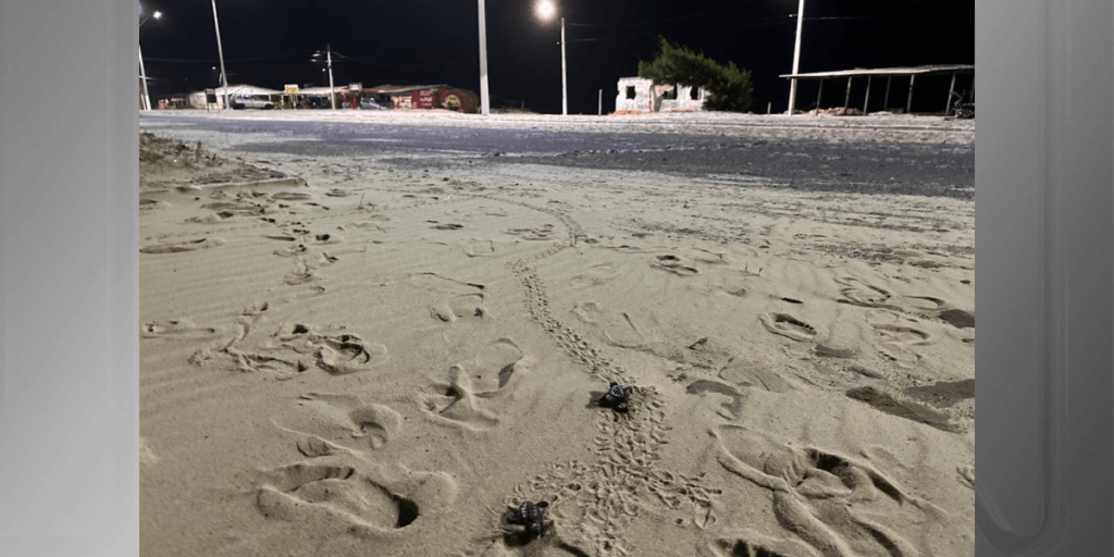 Dezenas de filhotes de tartarugas são encontrados mortos no Piauí