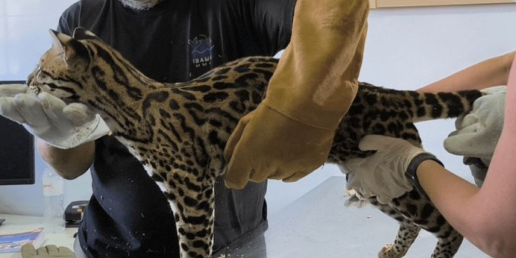 Jaguatirica resgatada de influencer no Pará chega a centro de reabilitação