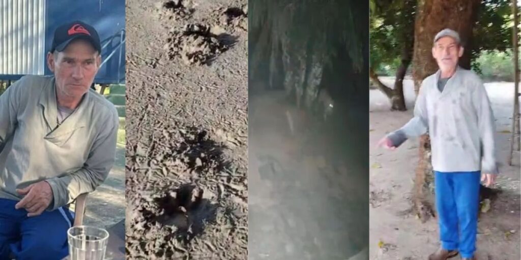 Se matar onça que me atacou, posso ser preso? Saiba mais