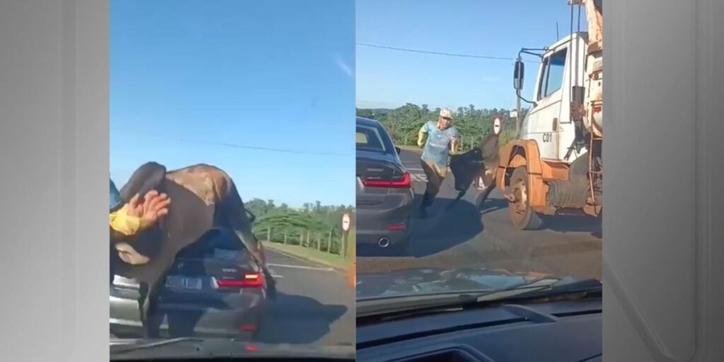 Vídeo: Touro "atropela" carro e persegue homem em Ribeirão Preto (SP)