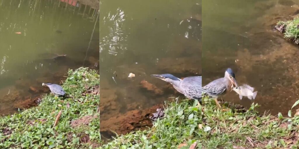 Vídeo: Pássaro usa pedaço de pão para "pescar" peixe em parque de Goiânia