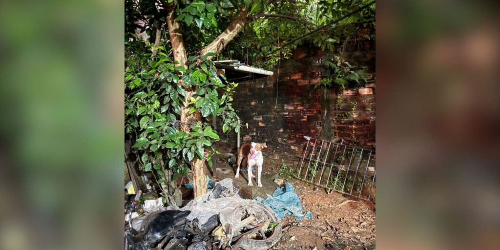 Bebê morre após ser atacado por pitbull em Pernambuco