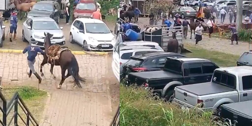 Ataque de abelhas deixa 13 pessoas feridas e dois cavalos mortos no RS