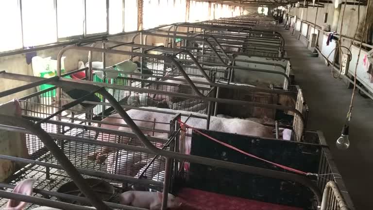 Smithfield diz que taxas tornam China mercado inviável para sua carne suína