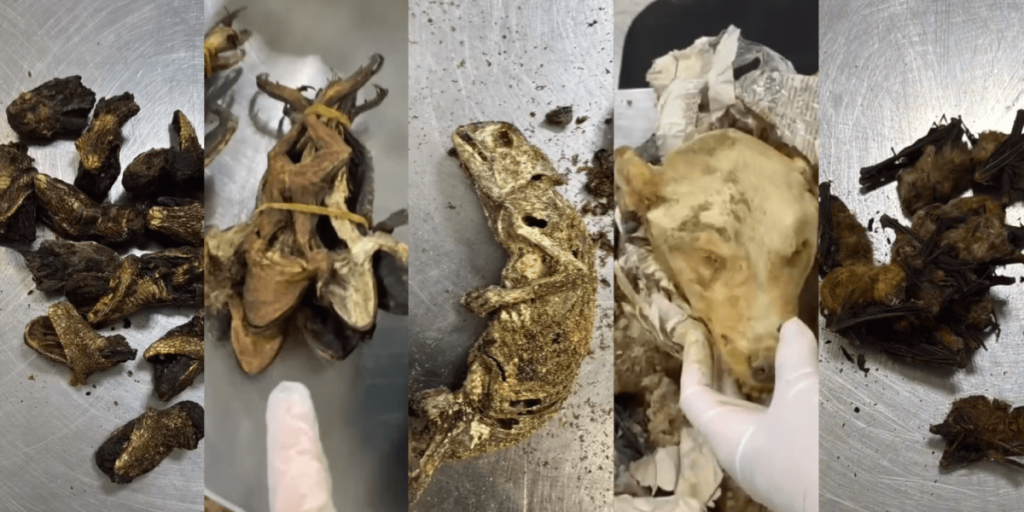 Cadáveres de animais e carnes de luxo; veja apreensões no aeroporto de SP