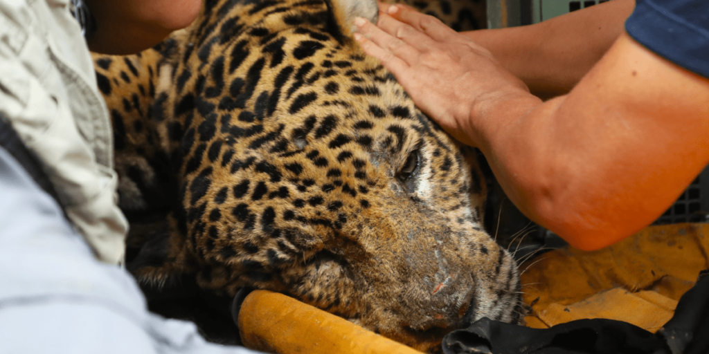 Entenda o que pode ter influenciado ataque de onça contra caseiro em MS