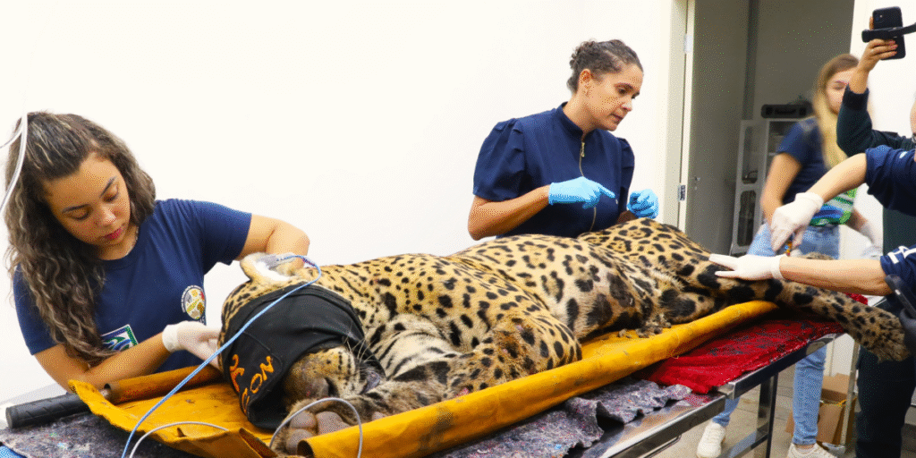 Onça que atacou caseiro: saiba onde felino está sendo monitorado