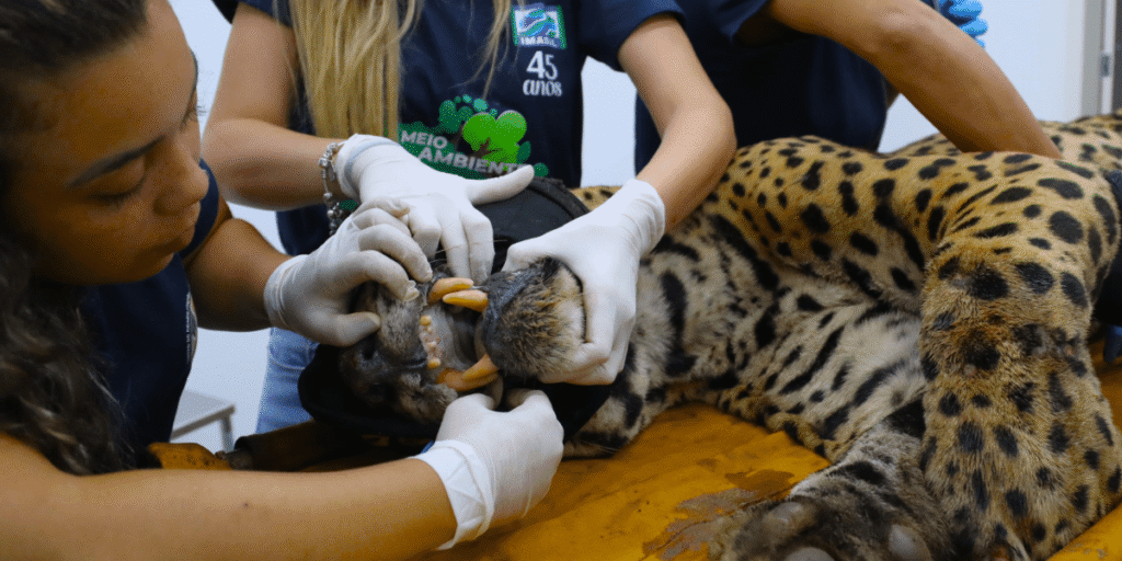 Onça que devorou caseiro não voltará para mata; entenda futuro do animal