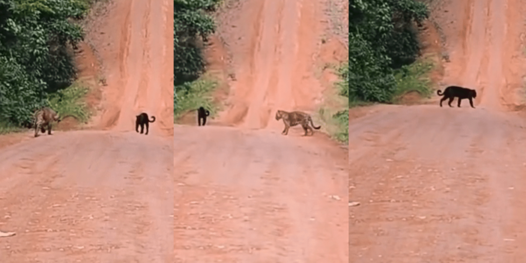 Onças são vistas em Parintins (AM): um dos felinos não tem pintas