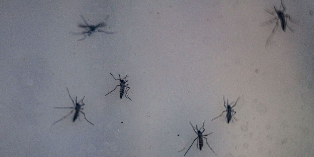 Quase 90% dos hospitais registraram aumento de internações por dengue em SP