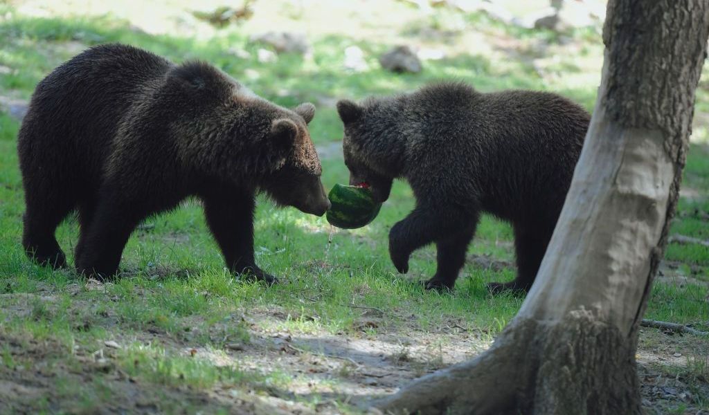 Homem sobrevive a ataque de urso na Rússia e população fica em alerta