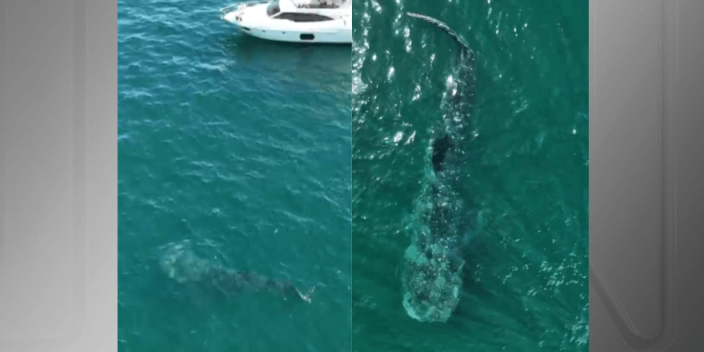Fotógrafos flagram tubarão-baleia em Ilhabela (SP); veja vídeo