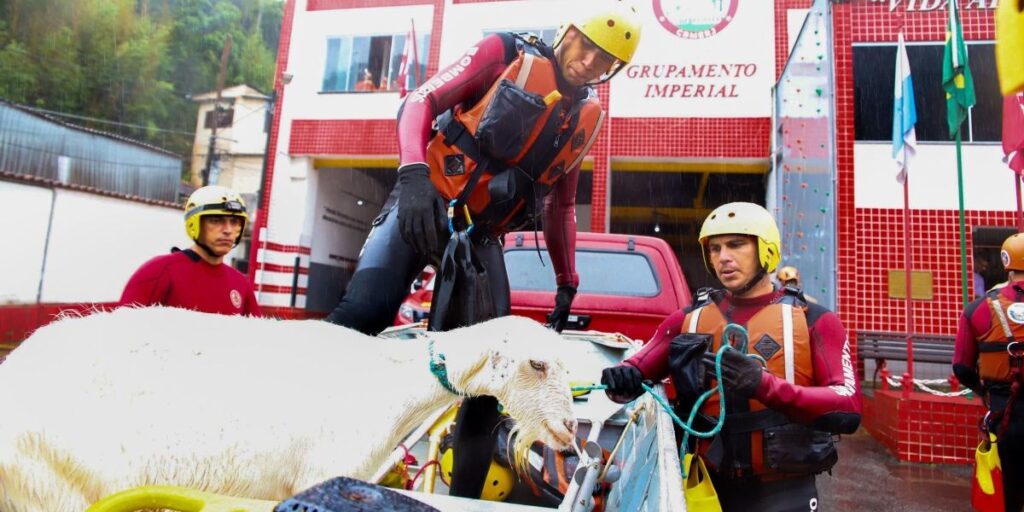 Vídeo: cabra presa em porta-malas é resgatada durante enchentes no RJ