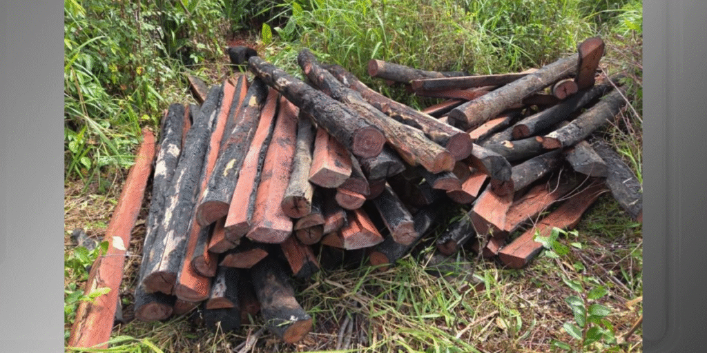 Homem é preso com 300 lascas de Pau-Brasil e outras 300 foram apreendidas