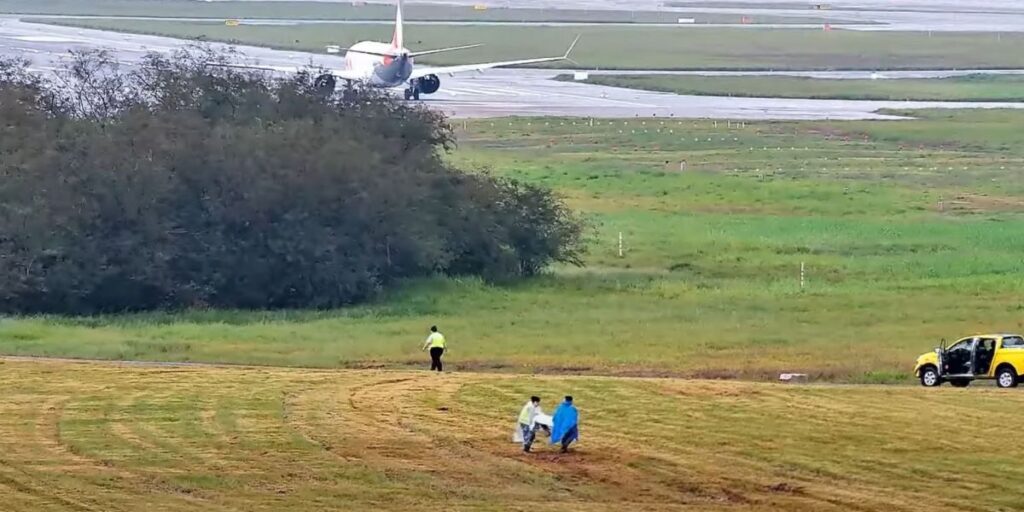 Para evitar choques com aviões, equipe "caça" aves em aeroporto em SP; veja