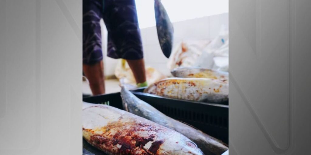 Peixe distribuído por prefeitura causa intoxicação alimentar em moradores