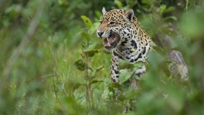 Onça-pintada: animal não vê humano como presa natural, diz instituto