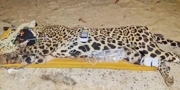 "Ela amansou ele", diz sobrinho de caseiro devorado por onça-pintada no MS