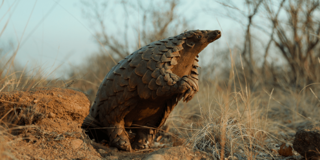 Conheça a vida secreta dos pangolins, os animais mais traficados do mundo