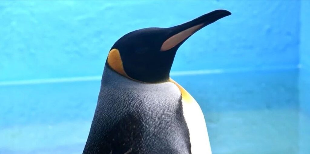 Pinguim ferido retorna à natureza na Argentina após tratamento