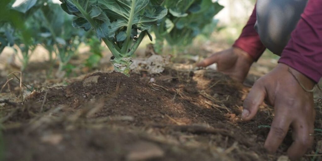 Projeto de agricultura familiar ganha prêmio da ONU
