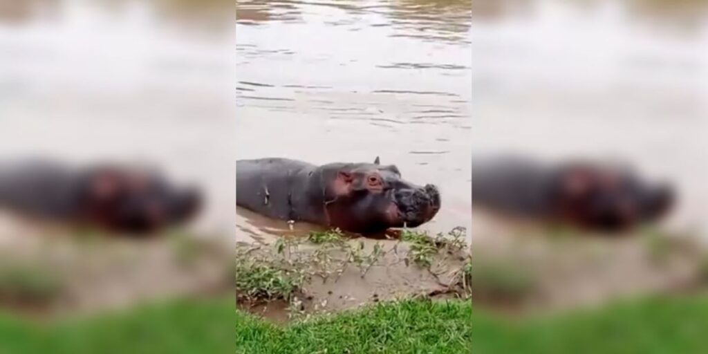 Cerca de 50 hipopótamos são mortos envenenados por antraz no Congo
